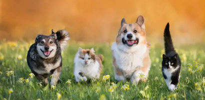 한국에서 반려동물과 갈 수 있는 숨겨진 여행지
