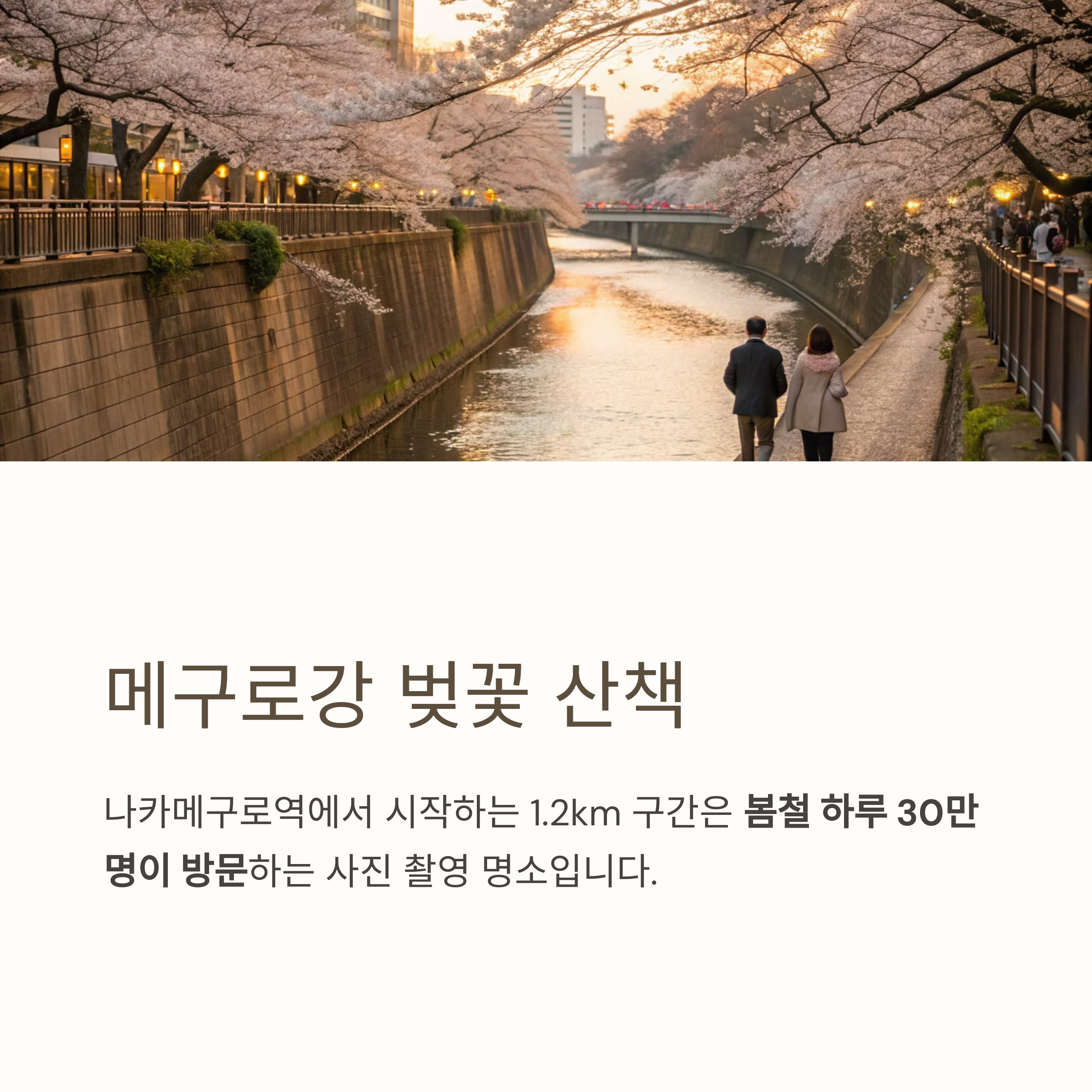 메구로강 벚꽃 산책