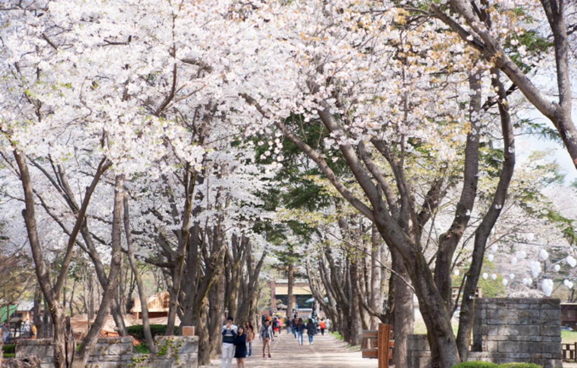 춘천 봄꽃 문화예술 봄축제