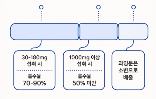 비타민 C 효능 하루 권장량