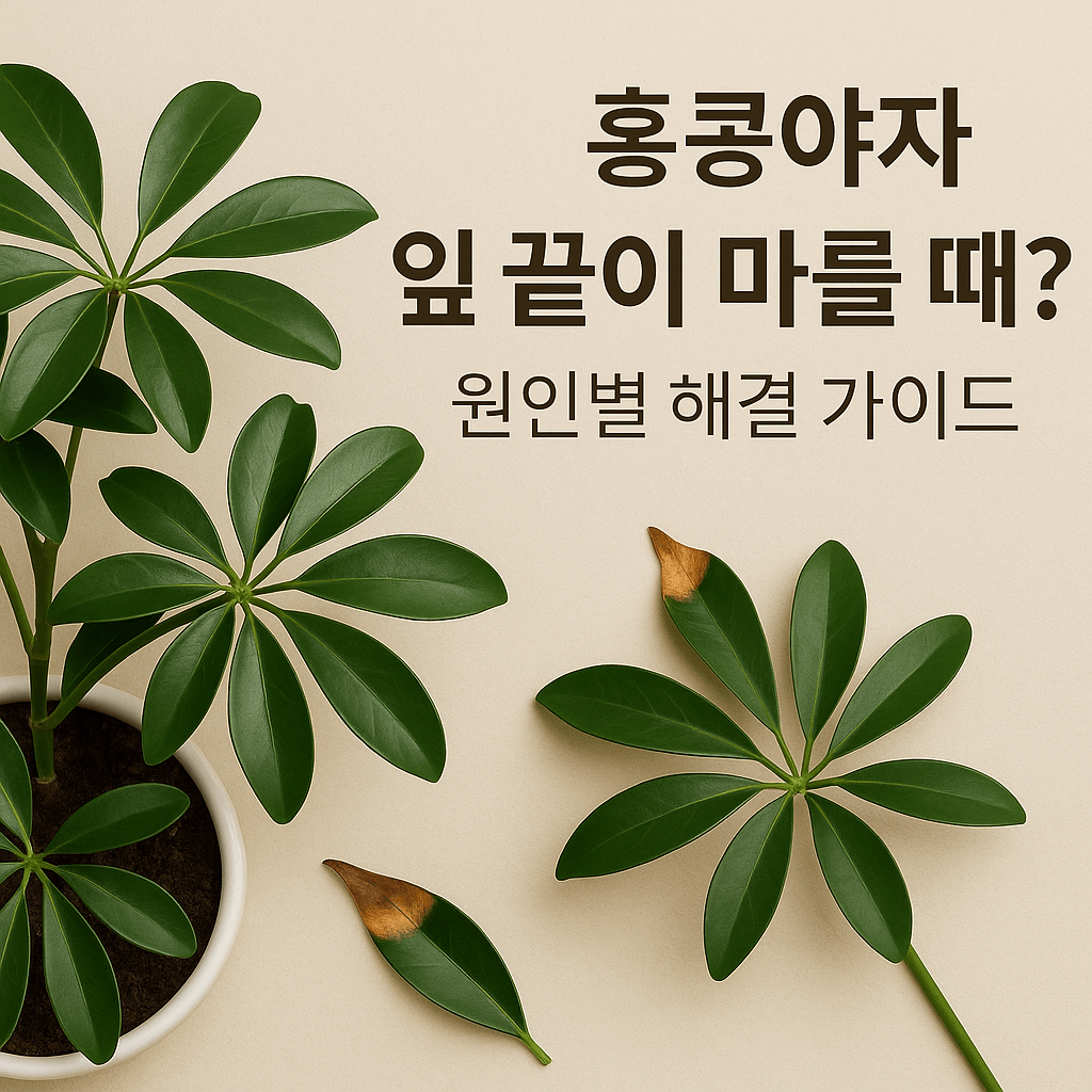 홍콩야자 잎 끝이 마르는 이유, 원인별 해결, 지속적인 관리