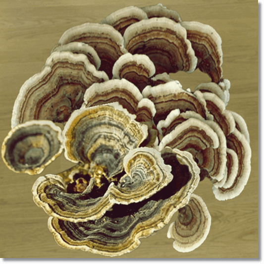 운지버섯 효능 및 활성 성분 복용법과 주의점