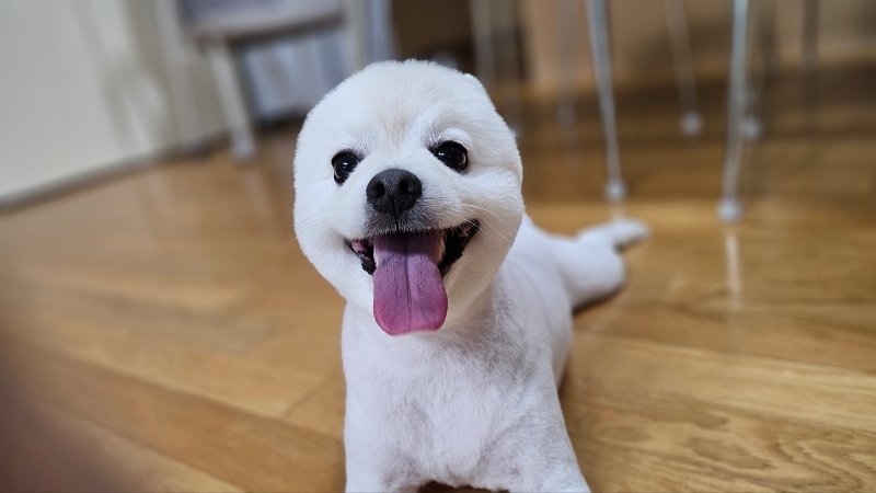 폼피츠 미용2