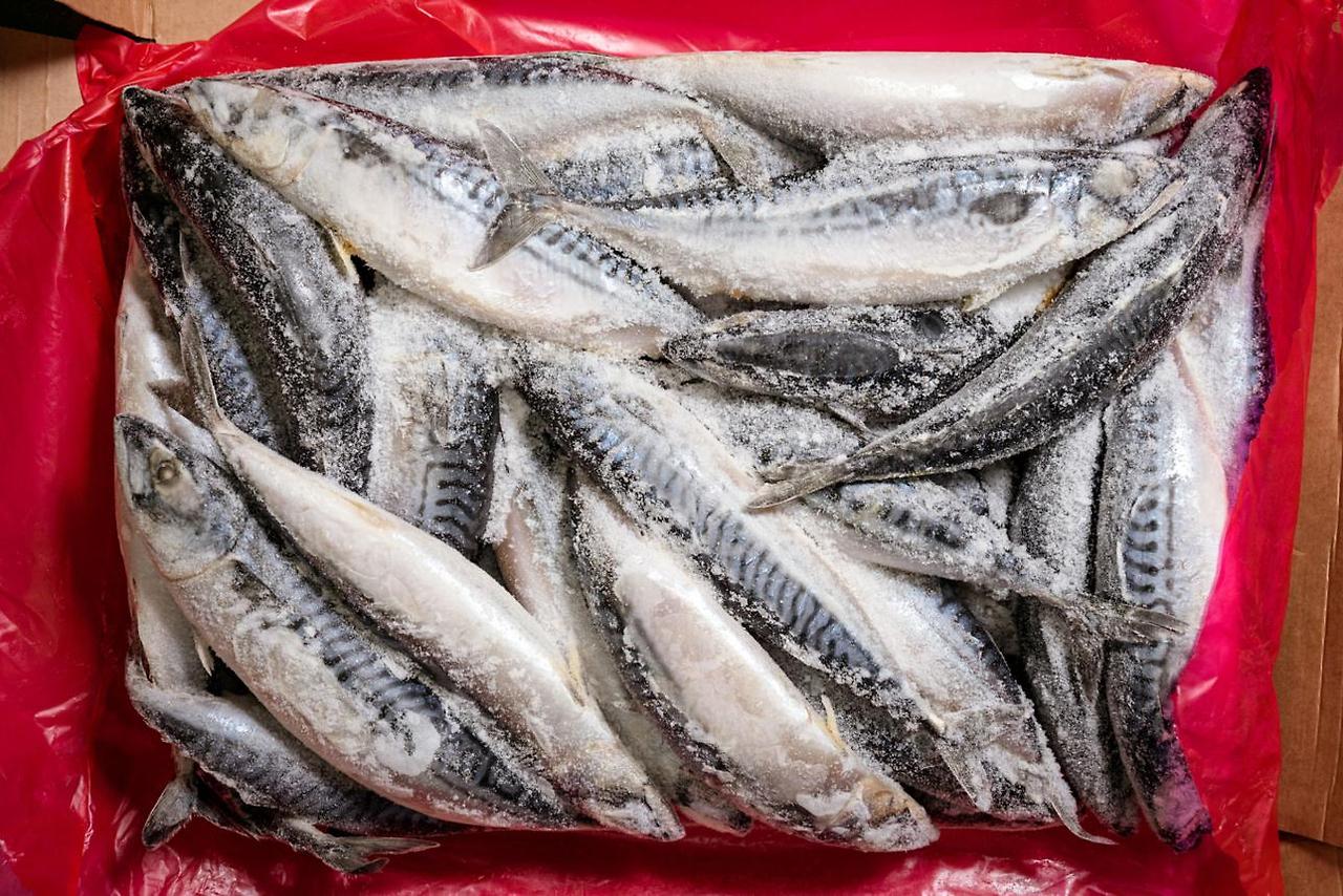 특대 프리미엄 노르웨이 고등어 1kg 사러 가기