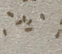 먼지다듬이 벌레