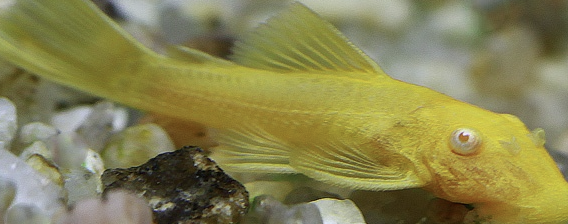 이끼먹는 물고기1