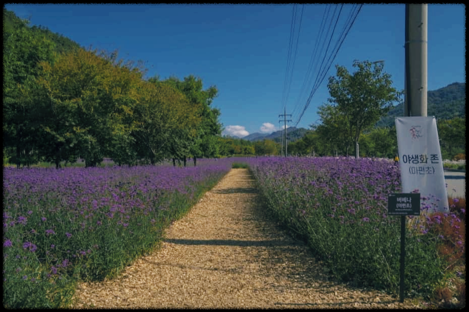 인제 가을꽃축제