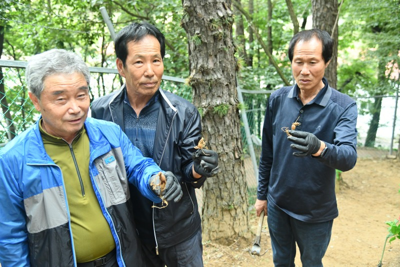 2025 함양산삼축제 리뷰 &ndash; 천년의 산삼을 체험할 최고의 가을 여행!