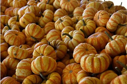 2024 할로윈 정부의 안전대책방안