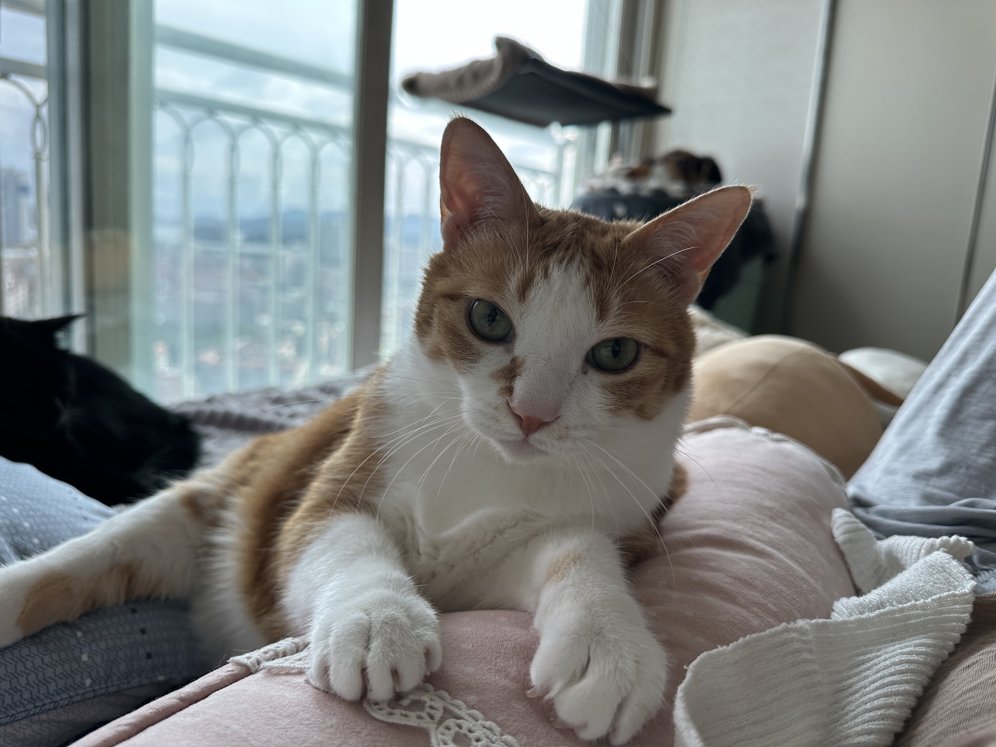 베개에_기대서_엄마랑_아이컨택중인_치즈냥이_호야_2