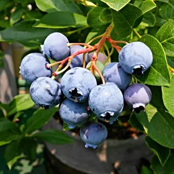 블루베리 효능 먹는법 하루 섭취량 쥬스_8