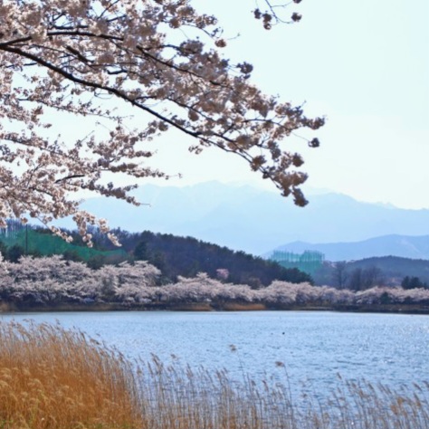 속초 영랑호 벚꽃