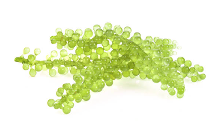 바다의 기괴한 미식: 해양 생물로 만든 특이한 요리들