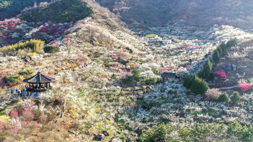 광양 매화 축제 