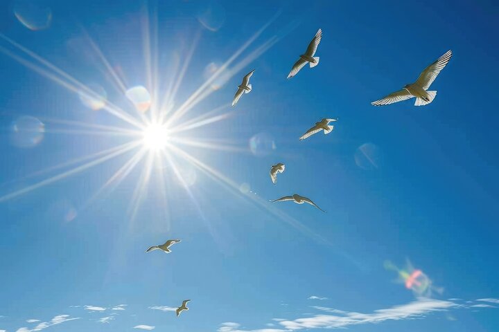 버드 스트라이크란? 의미와 주요 사례, 예방 방안