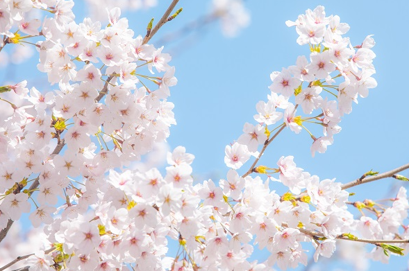구례 산수유꽃축제