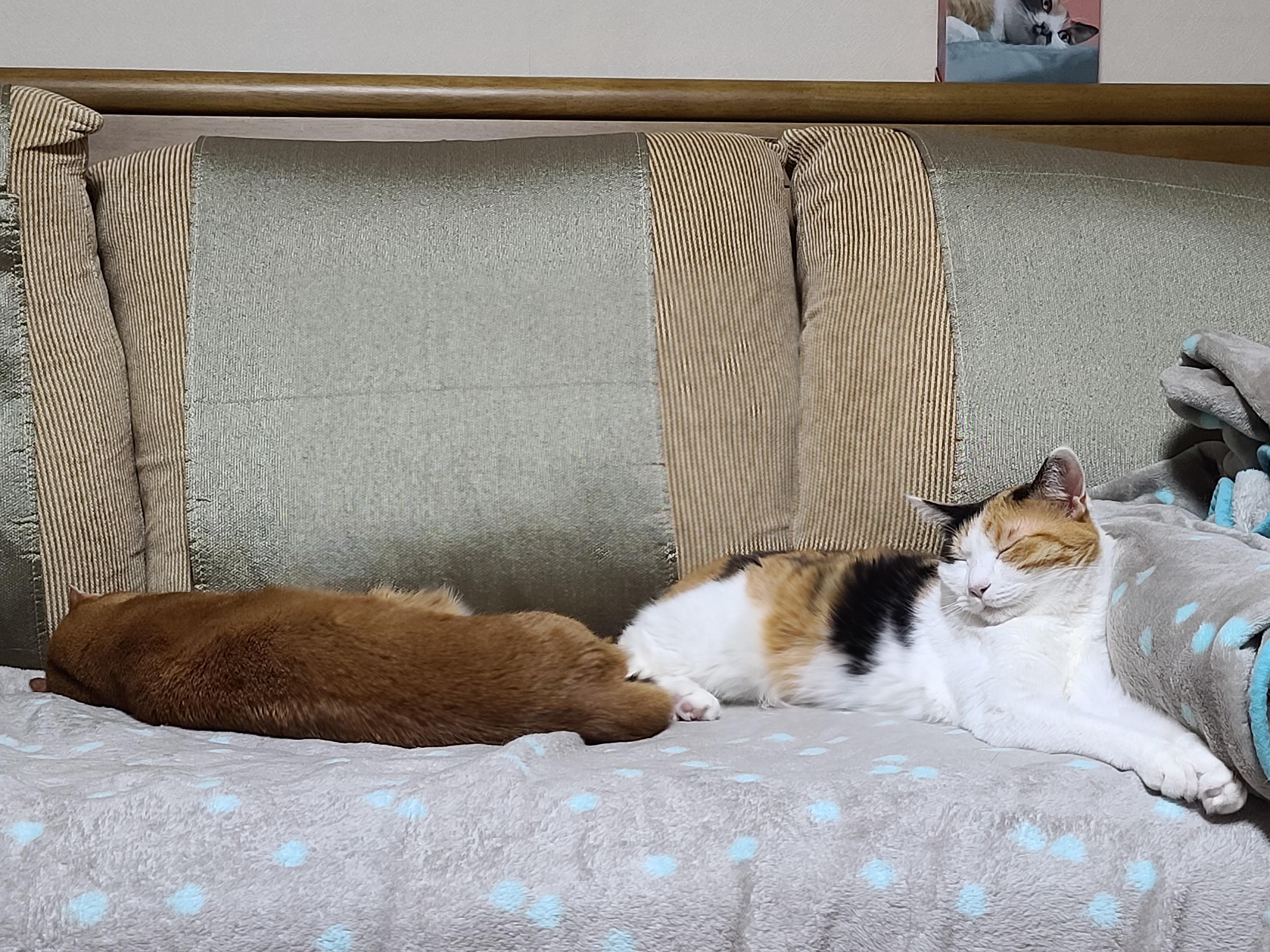 전기장판의 효과. 서로 데면데면한 고양이들에게 전기장판을 선물하세요.