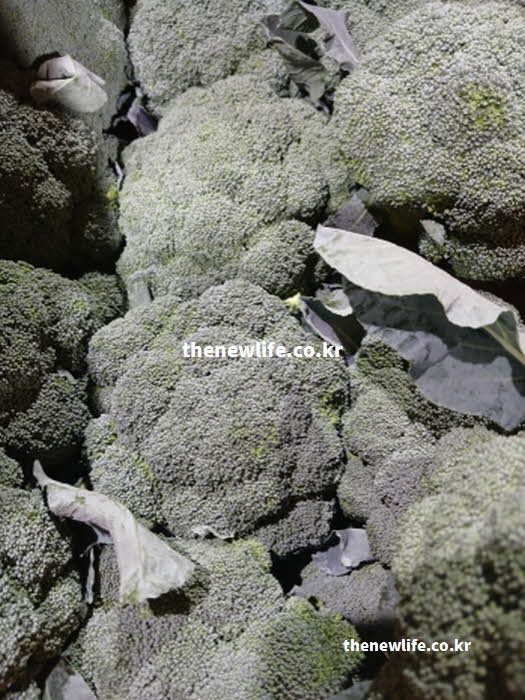 브로콜리 효능 뼈 건강 비타민 K 실사진