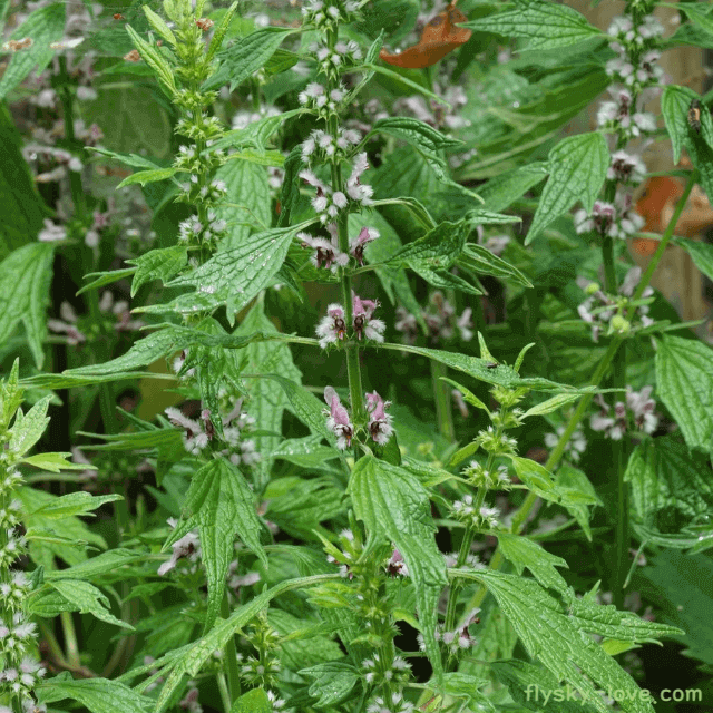 여성에게 좋은 약재 익모초