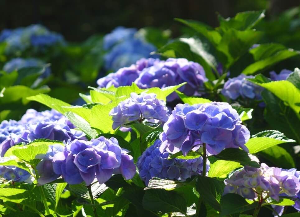 2024년 화담숲 여름 수국 축제 정보