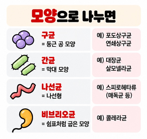 둥근 구균 막대 모양 간균 나선균 쉼표 모양 비브리오균을 대표적인 박테리아 모양으로 비교해 보여주는 카드