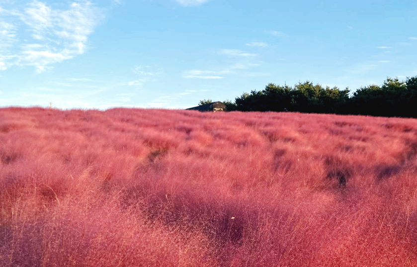 파란하늘 아래 핑크뮬리