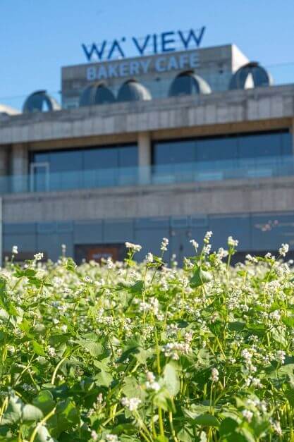 2025 제주도 웨이뷰 메밀꽃밭 축제&amp;#44; 웨이뷰에서 사랑하는 사람들과 행복한 시간을 보내세요!