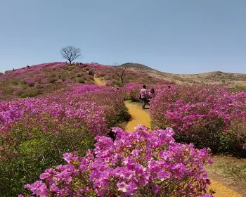 황매산 철쭉축제_4