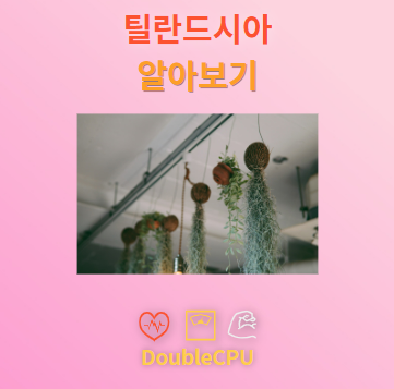 틸란드시아 탐구