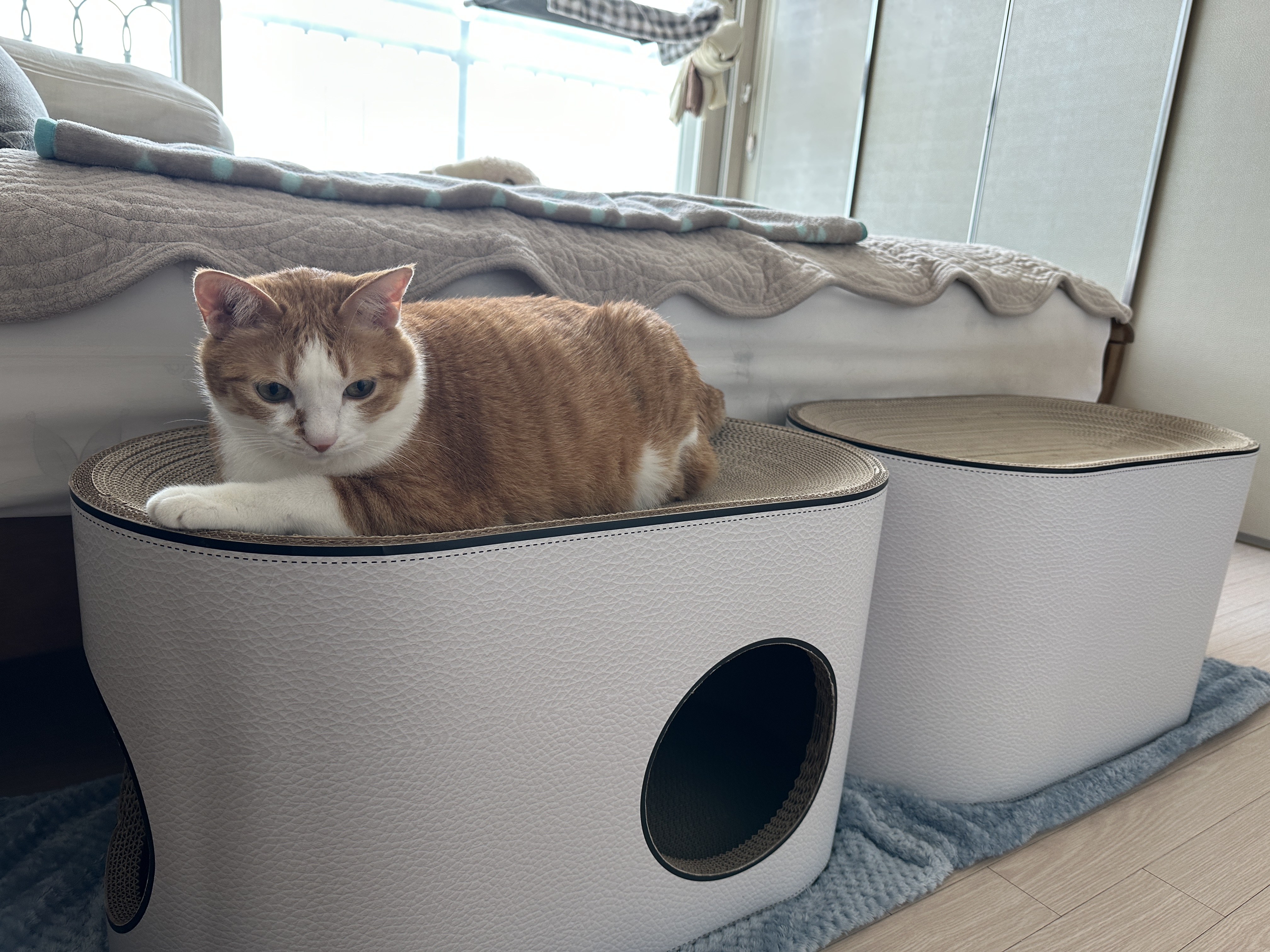 하이라운드_스크래쳐_위에_올라가_있는_호야