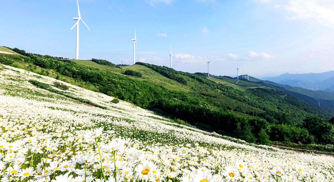 청옥산 육백마지기