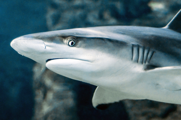 참조이미지-상어