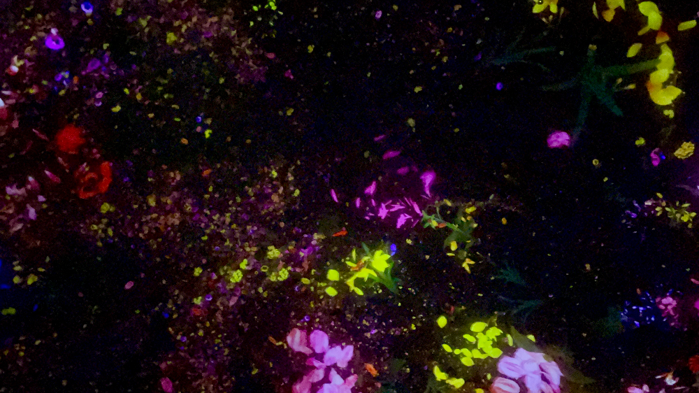 일본 도쿄 팀랩플래닛 관람-떨어지는 꽃들의 우주에 떠다니며