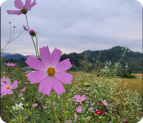 가을길에 물든 코스모스의 노래 -김해 마찰수로 뚝에 핀