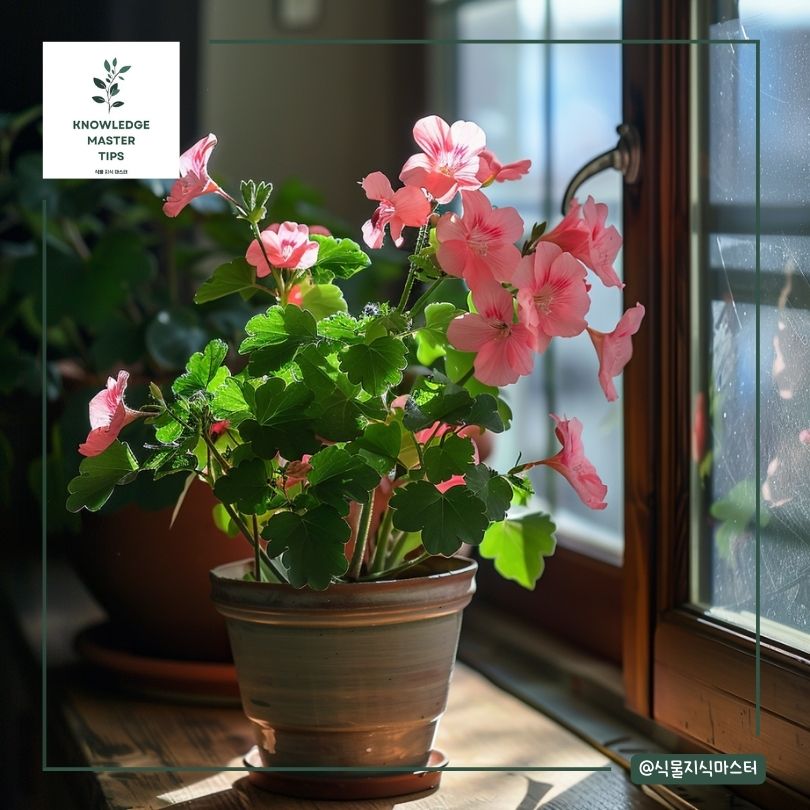 제라늄 분갈이 가이드