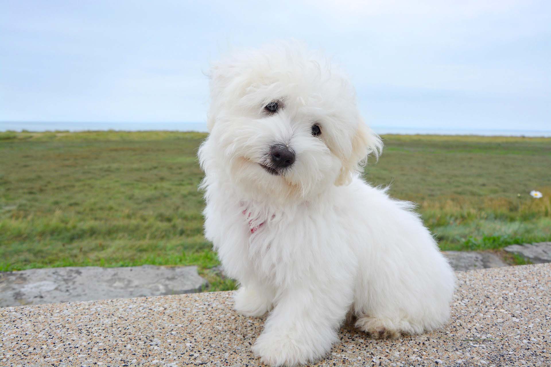 꼬똥 드 툴레아 관련 사진