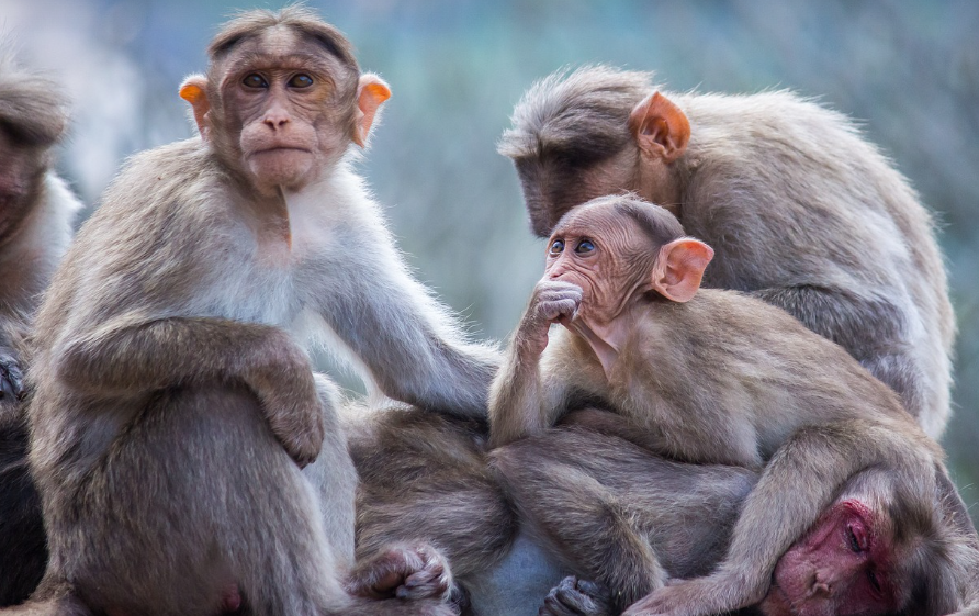 태국 원숭이 뷔페 축제 : 동물과 함께하는 축제