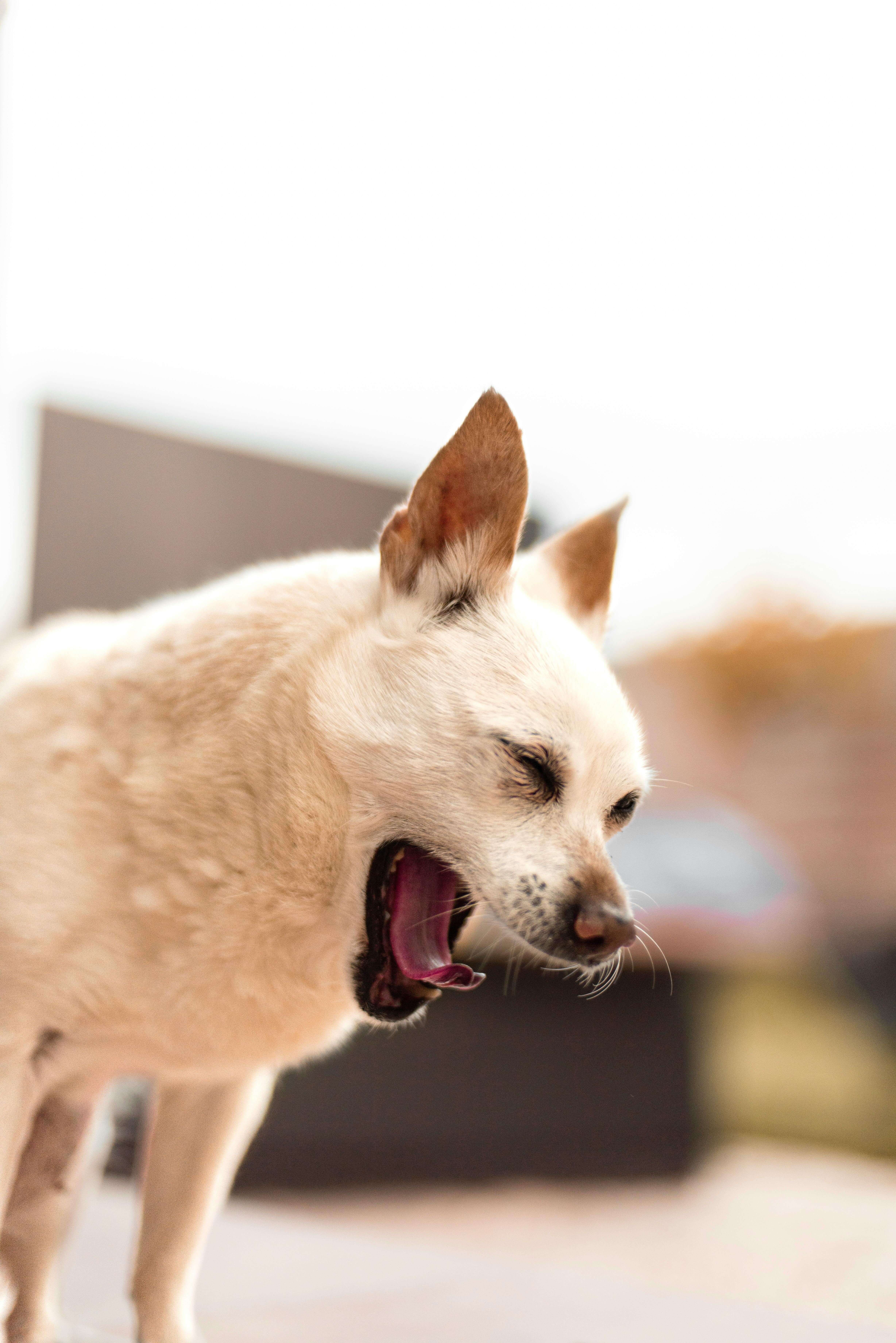 겨울철 강아지 제철과일 및 채소 주면 안되는 과일 주의사항