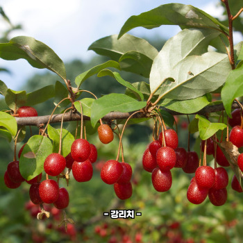보리수 효능