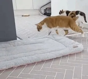 &amp;quot;고양이