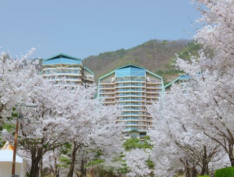 홍천 벚꽃