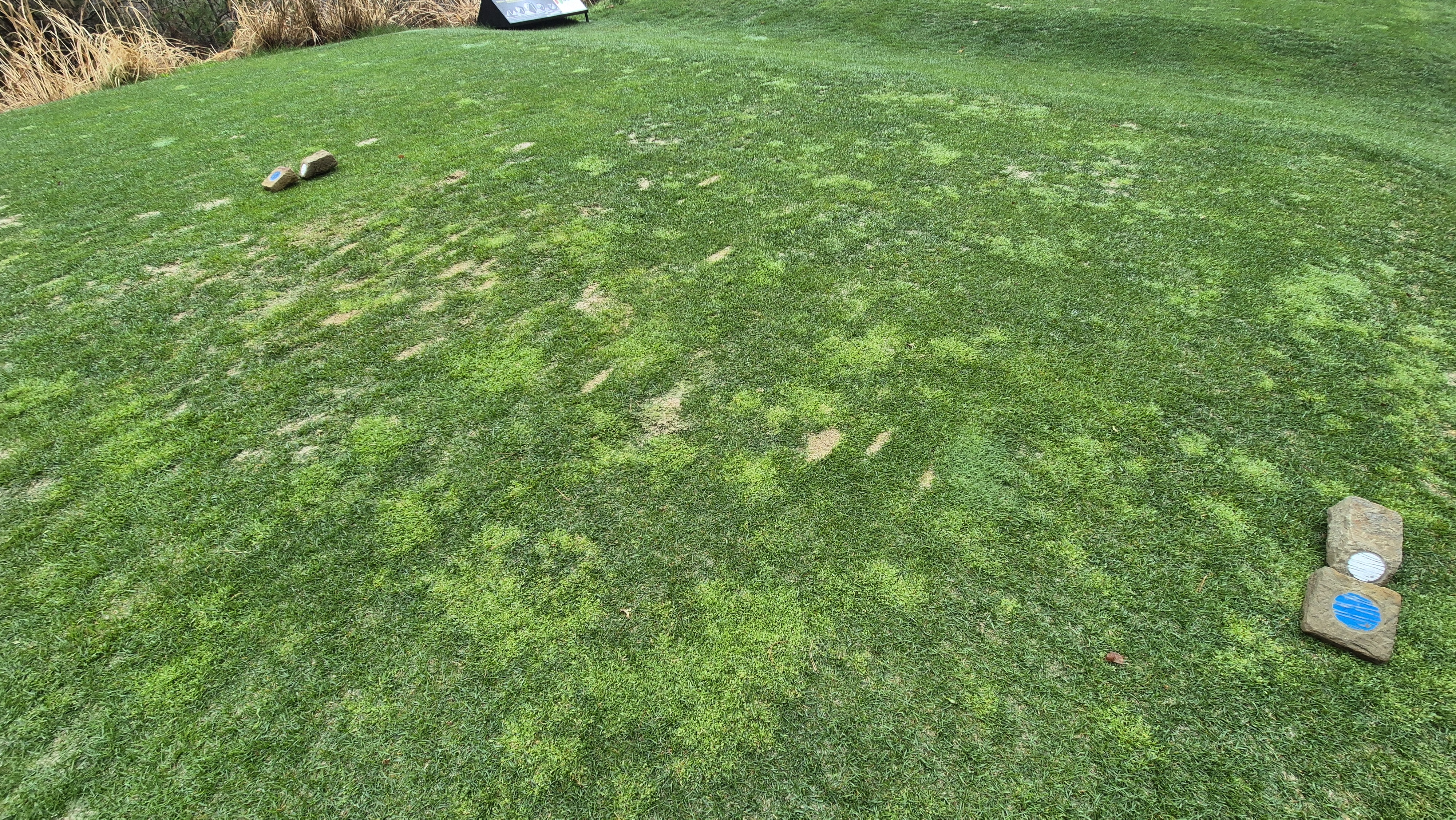 레인보우힐스cc 동-남 코스 티잉구역 상태