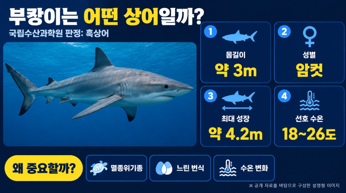 부캉이 흑상어의 특징 인포그래픽 (AI 생성 이미지)