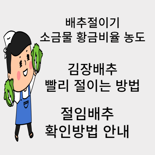 김장배추절이는 방법