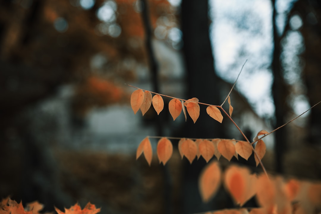 season