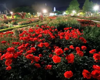 곡성 장미축제_4