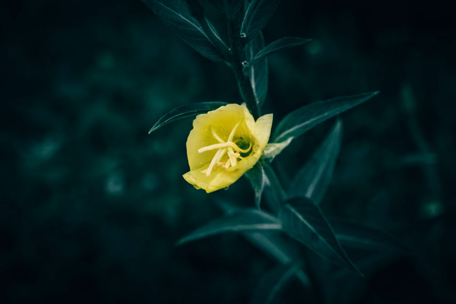 Detailed close-up of a blooming yellow evening primrose flower showcasing delicate petals and rich colors.