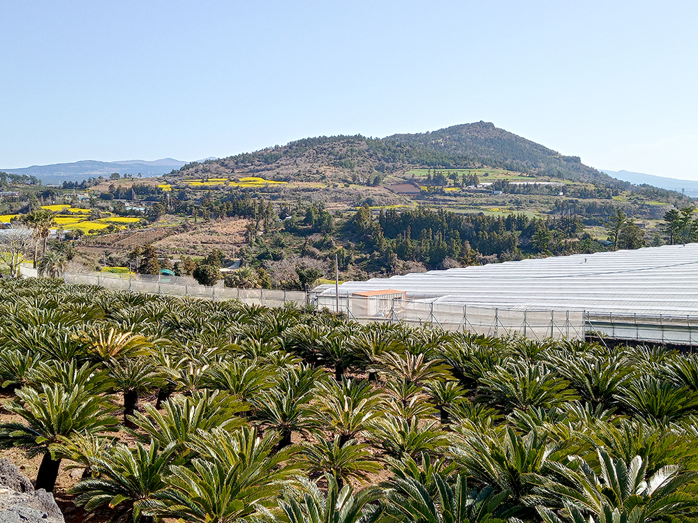 올레9코스, 대평포구에서 화순금모래해수욕장까지