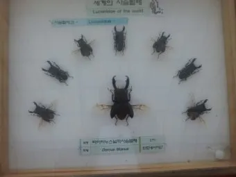 곤충 종류와 특징 생김새 습성 먹이 요약 정리_6