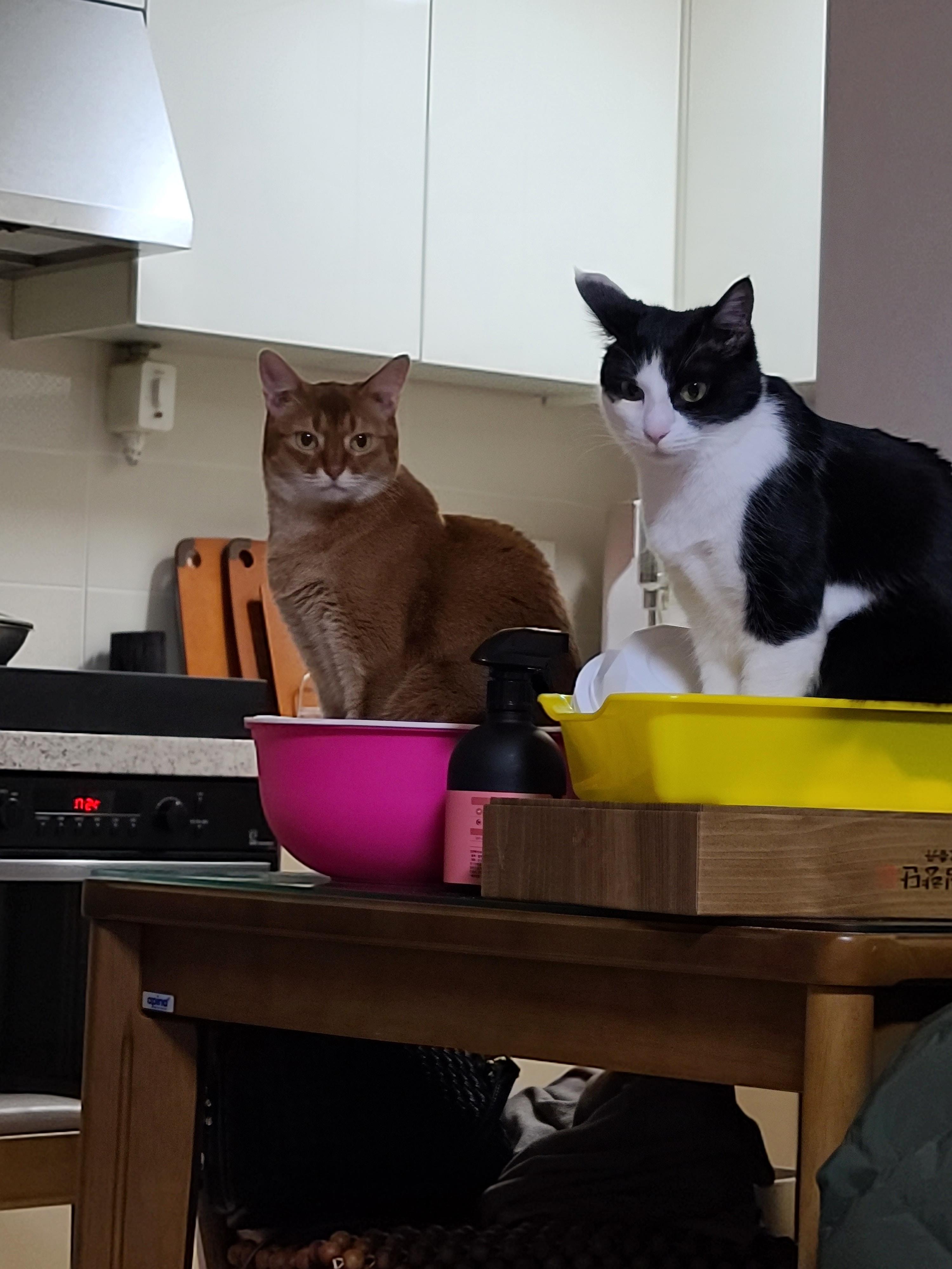 오늘은 어린이날. 우리집은 냥린이날! 냥린이날 아홉냥이들에게 보내는 엄마집사의 마음.